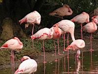 Flamands roses, Phoenicopterus roseus (ord Phoenicopteriformes) (fam Phoenicopterides) (Photo F. Mrugala) (09)